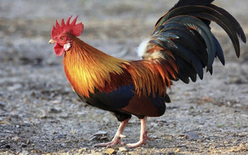 Bí quyết chăm sóc bộ lông bóng mượt và chắc khỏe