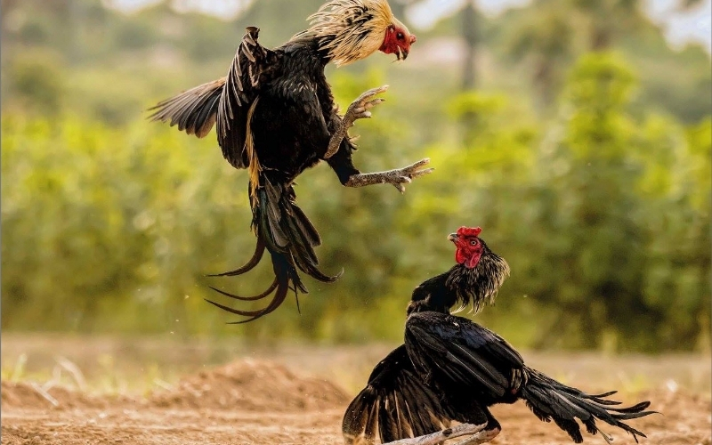 Cách nhận biết tướng gà linh qua những đặc điểm cơ bản