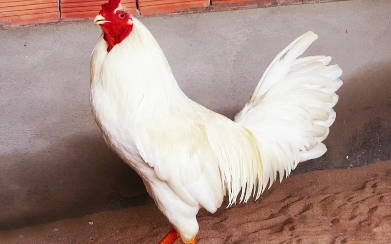 Cách nhận biết tướng gà linh qua những đặc điểm nhỏ