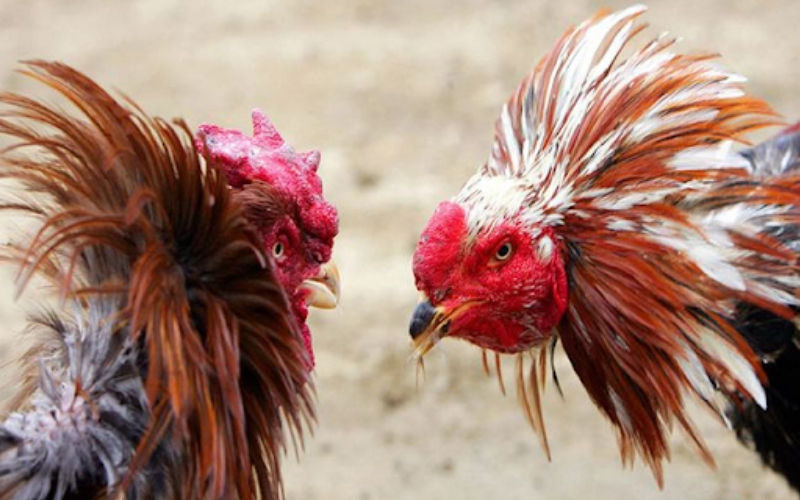 Kinh nghiệm chăm sóc cựa và lông cho gà trước khi đấu