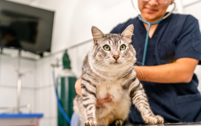 Kỹ thuật vệ sinh sát trùng chuồng trại định kỳ