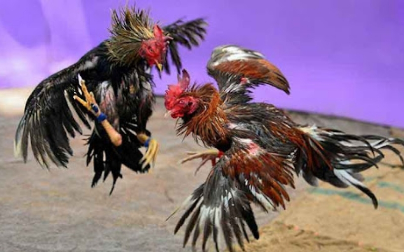 Nhận biết gà linh qua dị hình thân thể và tướng ngủ