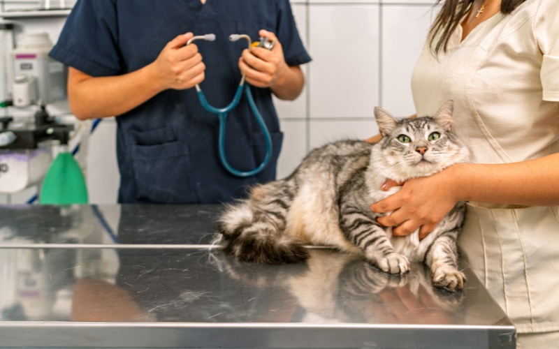 Quy trình chăm sóc và phòng bệnh định kỳ cho vật nuôi