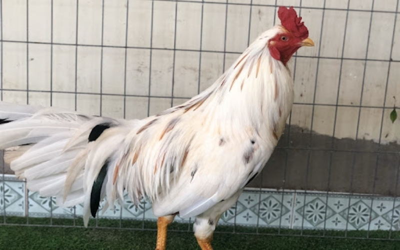 Soi vảy và chân gà để tìm ra linh kê dị tướng